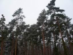 Resize of P1000316.JPG